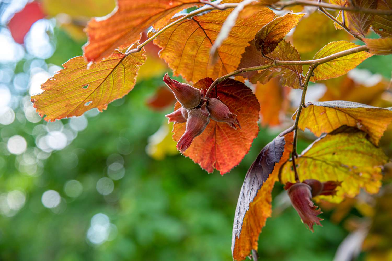 Hazelnut Tree Growing Guide